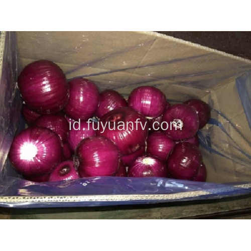 Bawang Kupas Segar dengan kualitas bagus